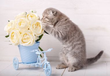 Krem renk İskoç kedi süslemeleri ile.