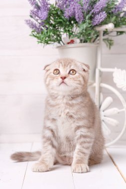 Bir pot lavanta ile oturan krem rengi İskoç yavru kedi