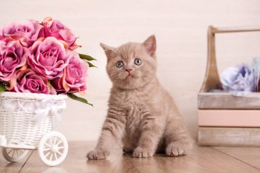 Krem renk İskoç boğaz kedi