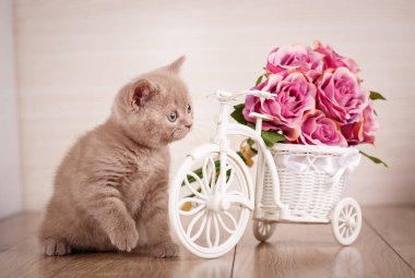 Cyamine renk İskoç kedi çiçekler ile dekoratif bir pot ile oynarken