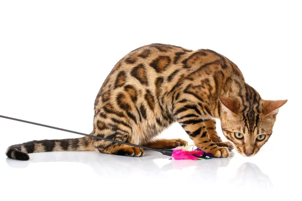 oynak bengal kedisi arıyorum. Beyaz arka plan üzerinde izole