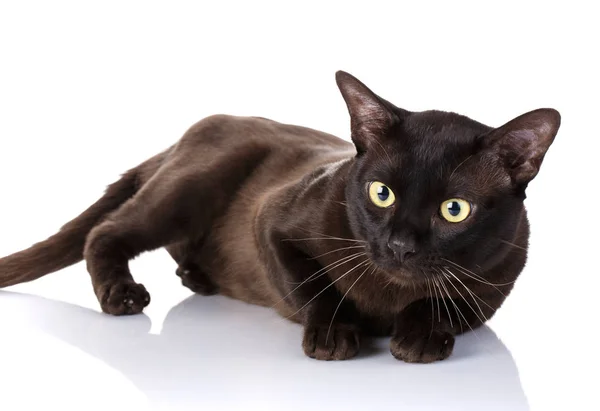 Schwarze burmesische Katze auf der Seite liegend, weißer Hintergrund — Stockfoto