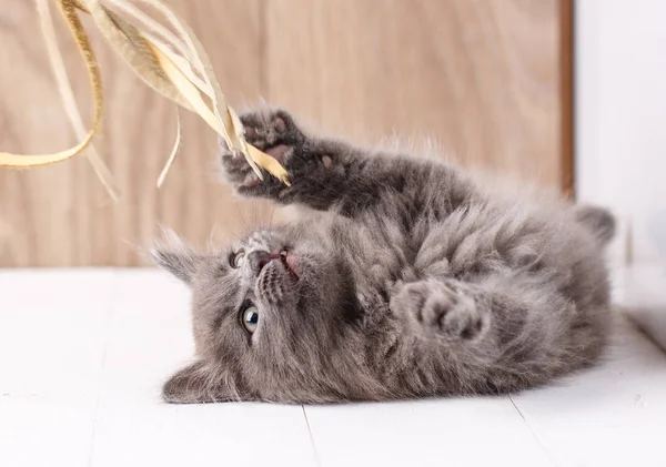 Oynak gri Kurilian Bobtail kedi yavrusu — Stok fotoğraf