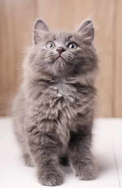 Kurilian Bobtail gatito se sienta sobre un fondo de madera — Foto de Stock