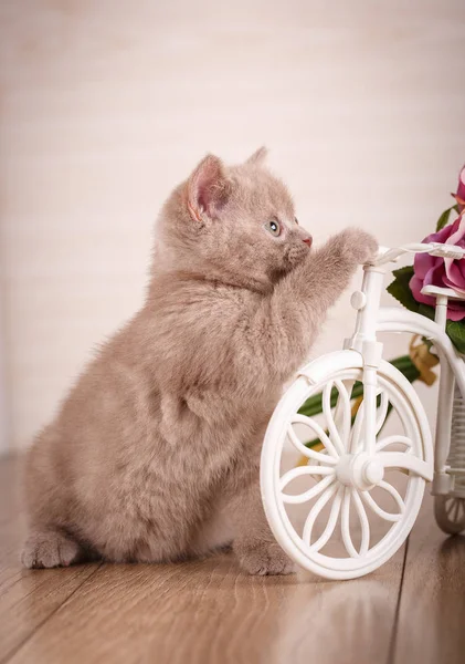 Gato está jugando con una olla decorativa en forma de bicicleta —  Fotos de Stock