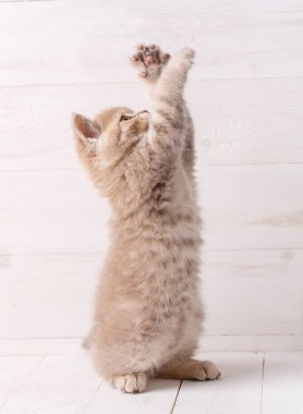 Parlak ahşap kurullarında İskoç yavru kedi