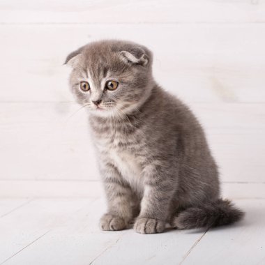 Gri İskoç portre kedicik. Ahşap arka plan üzerinde kedi.