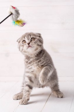 Tahta arka planda sevimli bir kedi.