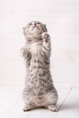 Oynak bir İskoç kedi onun arka ayakları üzerinde duruyor ve örnek alıyor.