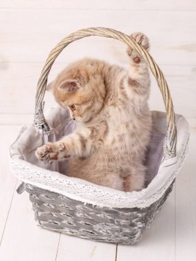 Bir sepet içinde oynarken tatlı İskoç yavru kedi