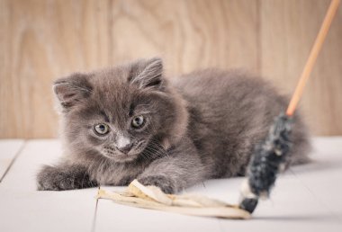 Oynak gri Kurilian Bobtail kedi yavrusu