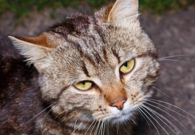Sarı gözlü bicolor çizgili kedi