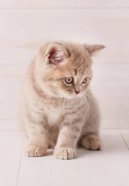 Szkocki kotek prosto na podłoże drewniane — Zdjęcie stockowe