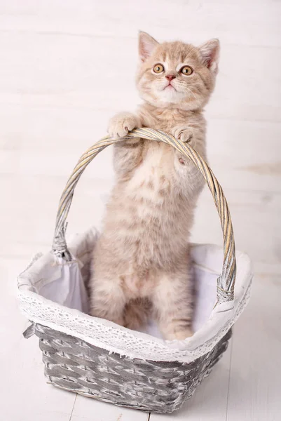 Dulce gatito escocés jugando en una canasta de mimbre — Foto de Stock
