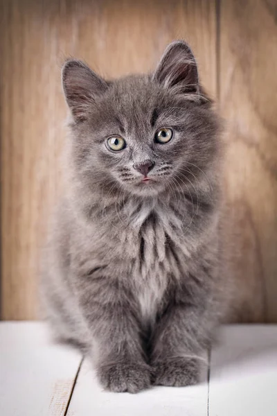 Portret Bobtail kat nieuwsgierig in de Camera kijken — Stockfoto