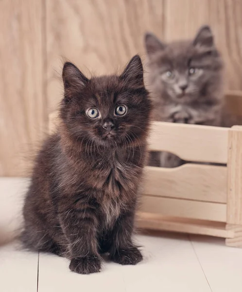 Μαύρο και γκρι Kurilian Bobtail γάτα πορτρέτο. — Φωτογραφία Αρχείου