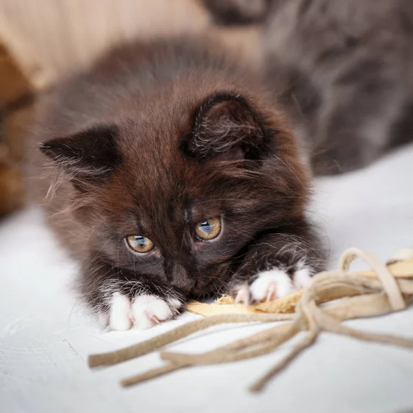 Koerilen Bobtail kat speelt met een toy — Stockfoto