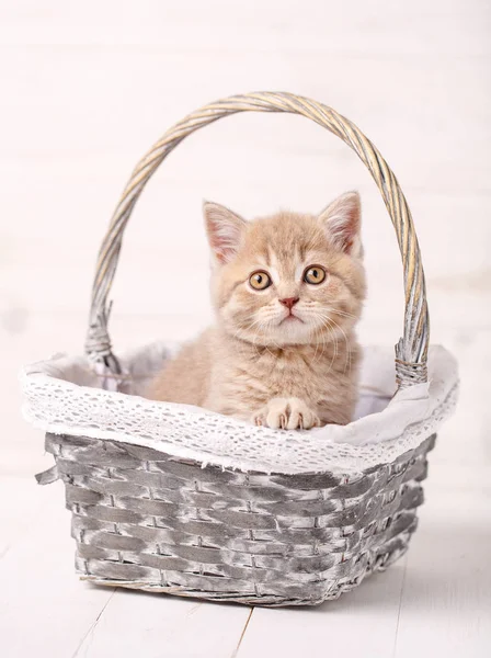 Gato de color crema se sienta en una cesta de mimbre. Un gatito juguetón — Foto de Stock