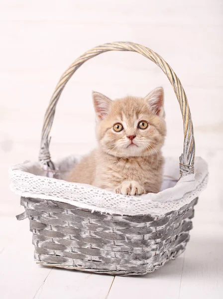 Grädde färg katten sitter i en korg. En lekfull kattunge — Stockfoto