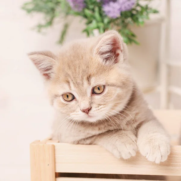 Kopf eines roten schottischen Kätzchens schaut aus der Box — Stockfoto