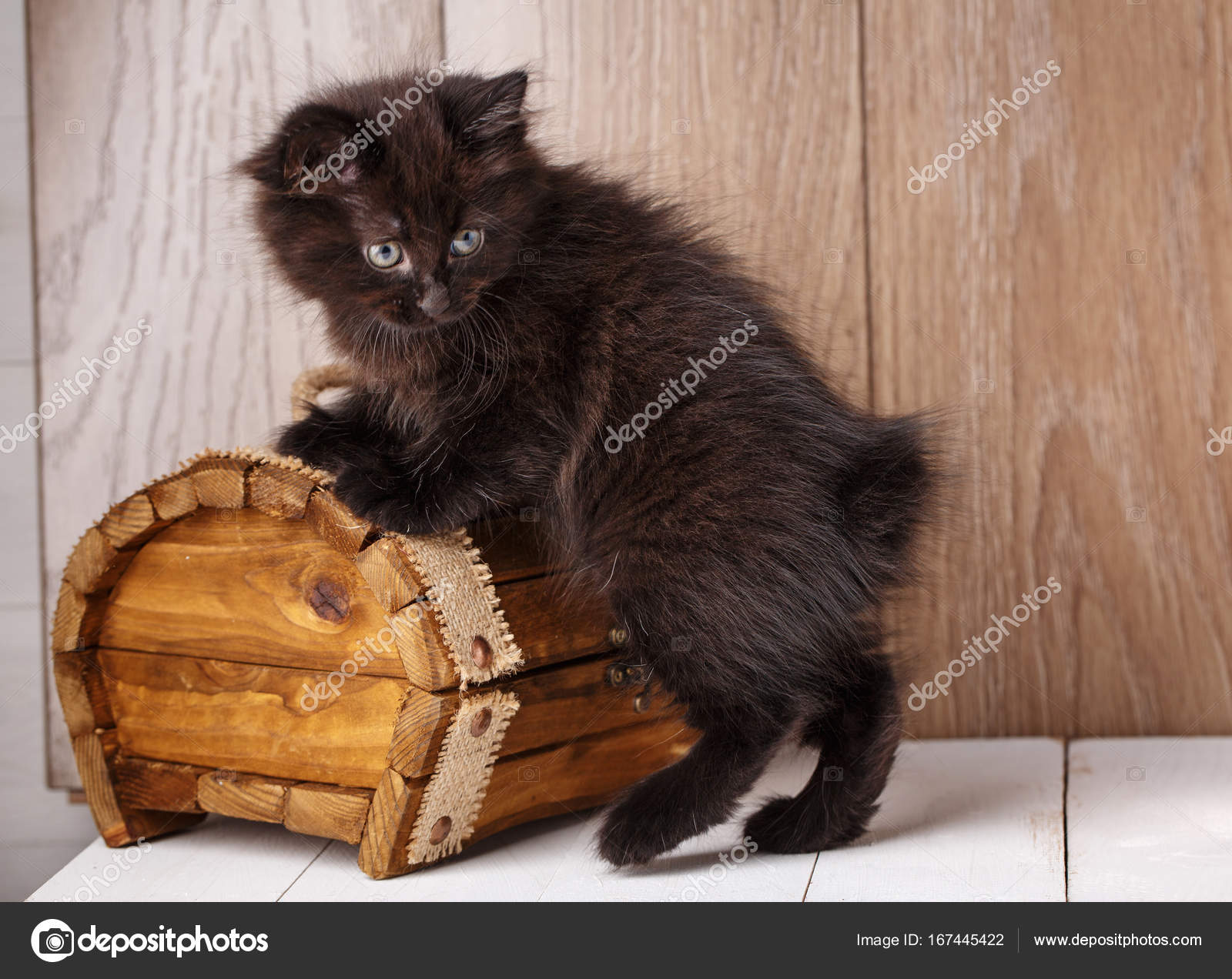 A Photo Of Funny Bleack American Bobtail Cat Stock Photo Image By C Serkucher