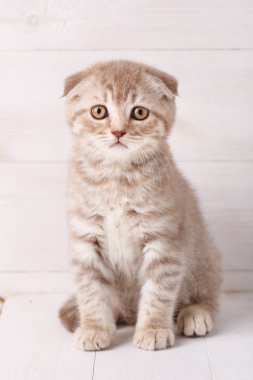 İskoç fold kedi portre.