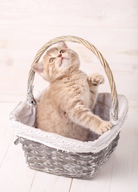 Krem renk İskoç boğaz kedi bir hasır sepet içinde oturur. Oynak bir yavru kedi
