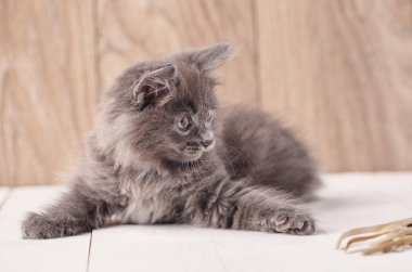 Oynak gri Kurilian Bobtail kedi yavrusu