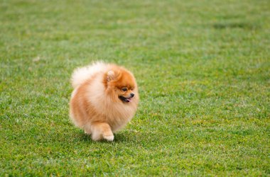 Çayırda çalıştıran spitz köpek