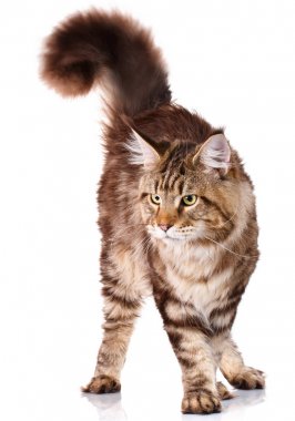 dört ayak üzerinde kahverengi Maine Coon duran