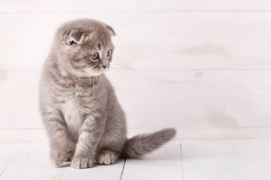 Tahta arka planda sevimli bir kedi..