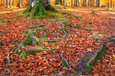 Sonbahar ormanıyla manzara. Güçlü eski ağaçlar kökleri. güzel sonbahar ağaç.