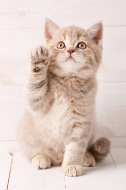 Parlak ahşap kurullarında İskoç yavru kedi