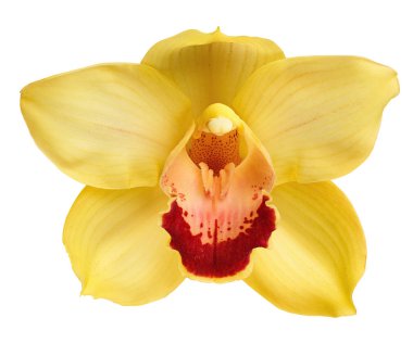 Sarı orkide kafa, beyaz bir arka plan üzerinde izole