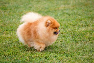 pomeranian köpek çimenlerin üzerinde yürüyüş