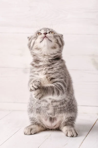 Gatito rayado gris El Scottish Fold se sienta en las patas traseras y mira hacia arriba . — Foto de Stock