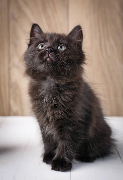 Μαύρη γάτα πορτραίτο σε φόντο ξύλινη — Φωτογραφία Αρχείου