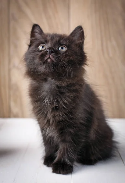 Retrato gato negro sobre fondo de madera — Foto de Stock