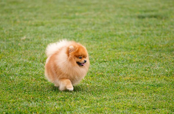 Çayırda çalıştıran spitz köpek