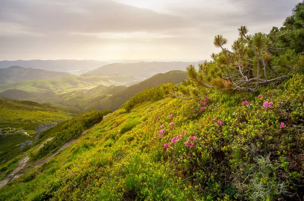 Pink rhododendron bushes on Carpathian meadow — Stock Photo, Image