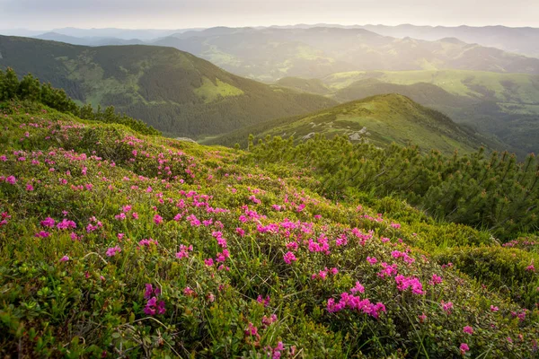 Summer landscape. Flowers of pink rhododendron in the mountain — Stock Photo, Image