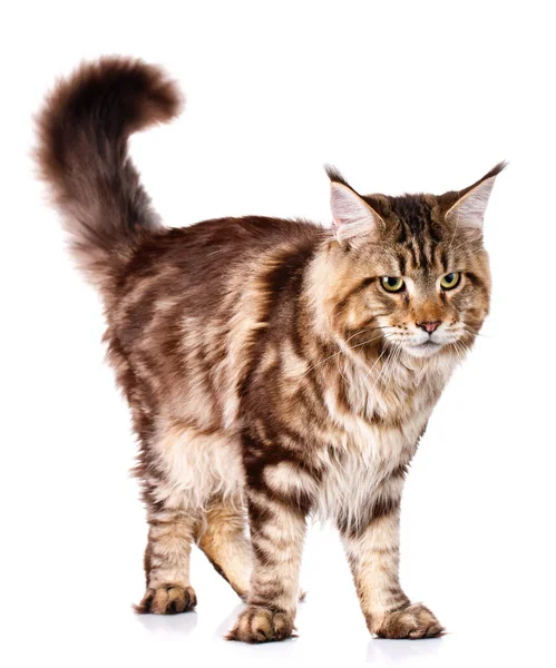 dört ayak üzerinde kahverengi Maine Coon duran