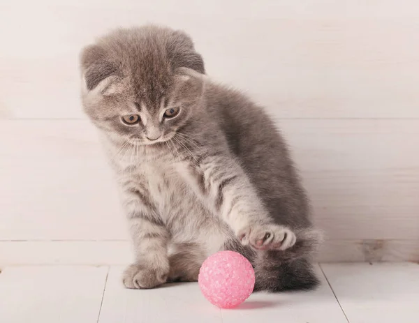 Gris rayas gatito escocés Doble se juega con una bola de color rosa, lo mira . — Foto de Stock