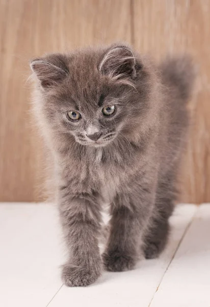 Γκρι χαριτωμένο γατάκι που περπατάει πάνω σε ξύλινες σανίδες. — Φωτογραφία Αρχείου
