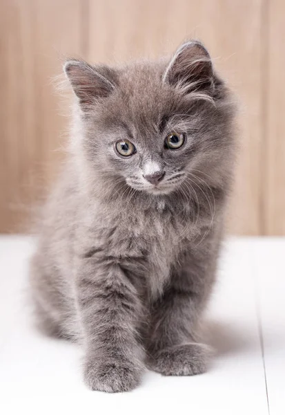 Курильський бобтейл кішка портрет — стокове фото