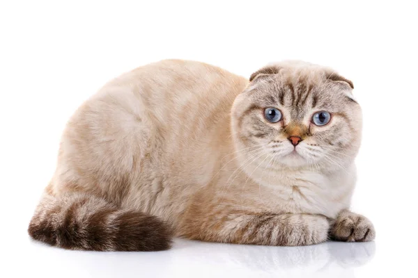 Fold visztula fülü macskák cica hazudó elszigetelt스코티시 폴드 고양이 고립 된 거짓말 — 스톡 사진