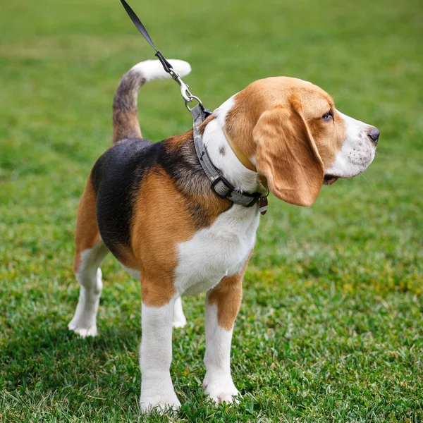 Beaglehund promenader på gräset — Stockfoto