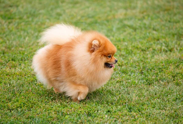 Pomeranian hund promenader på gräset — Stockfoto