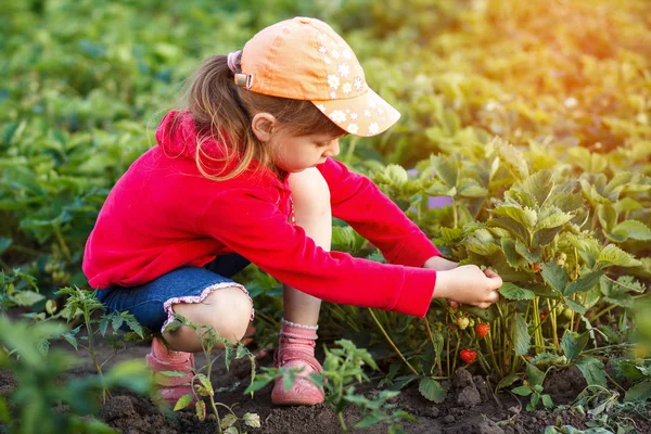 Linda niña recogiendo fresas frescas en el día de verano cálido y soleado — Foto de Stock