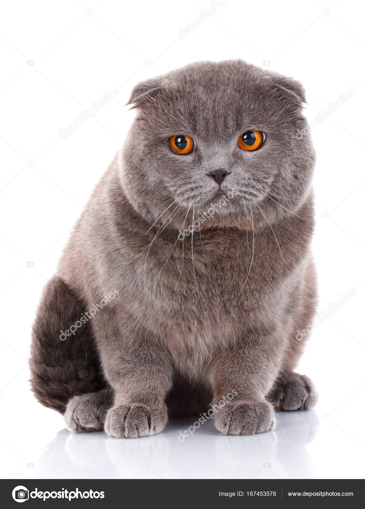 Retrato de gato británico de pelo corto en blanco — Foto de stock